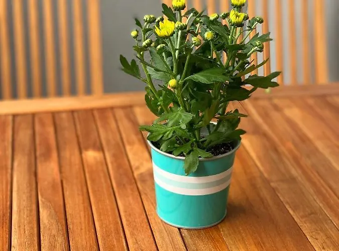 Dream In Arena 2 Center Free Parking Apartman